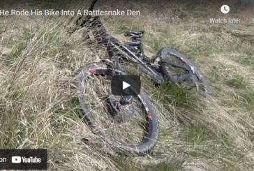 WATCH: Mountain Biker Accidentally Crashes Bike into Rattlesnake Den