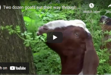 NYC Park Gets Rid of Invasive Plants with Goats