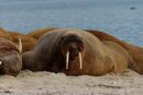 Scientists are Looking for Volunteers to Help Them Count Walruses