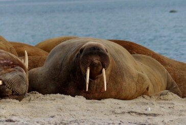 Scientists are Looking for Volunteers to Help Them Count Walruses