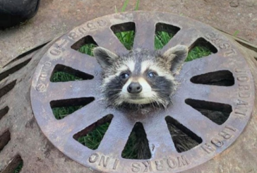 Firefighter Saves Racoon Stuck in Sewer Cover